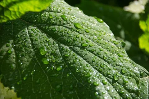 Green leaf with transparent drops after the rain. Ecology concept. Nature Stock Photos