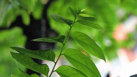 Green leaf tree and sunlight, low angle view Stock-Footage 107880835