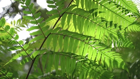 Green leaf tree and sunlight, low angle view Stock Footage 107882681