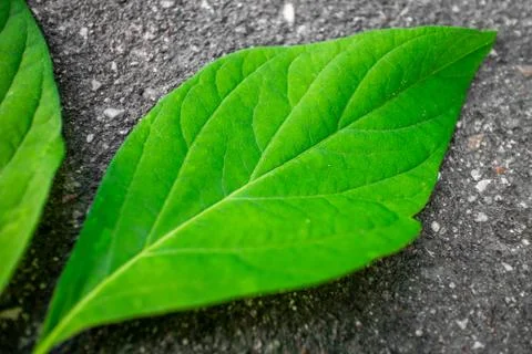 Green leaf of a tree on asphalt. The texture of the plant in nature. Stock Photos
