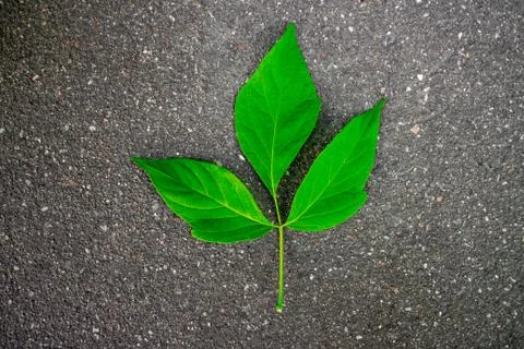 Green leaf of a tree on asphalt. The texture of the plant in nature. Stock Photos