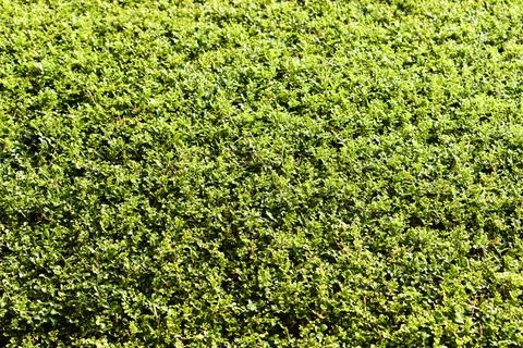 Green leaf tree background with sunlight in springtime Stock Photos