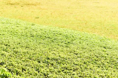 Green leaf tree background with sunlight in springtime Stock Photos