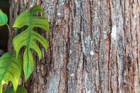 Green leaf on tree bark in summer Фото