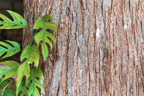 Green leaf on tree bark in summer. Фото