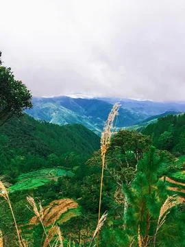 Green Leaf Tree Beside Mountain on Daytime Stock Photos