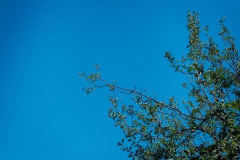 Green leaf tree with big blue sky background Stock Photos