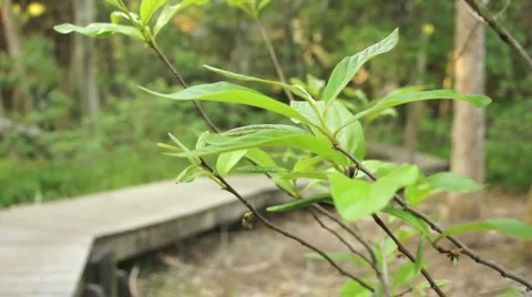 Green Leaf On A Tree, Boardwalk in Nature Park In The Background Video stock 1847637
