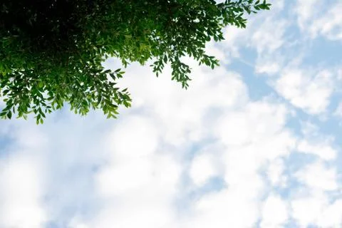 Green leaf of tree branch with blue sky and clouds in the garden Stock Photos