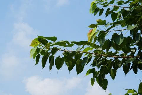 Green leaf of tree branch with clear blue sky and clouds in the background 스톡 사진