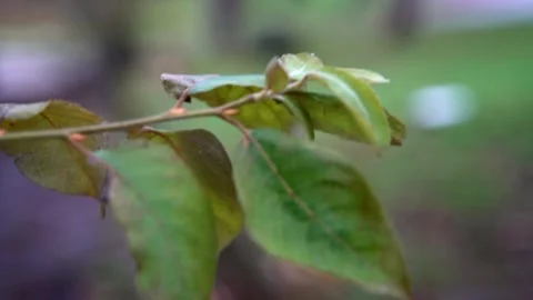 Green leaf on tree closeup Stock Footage 161236455