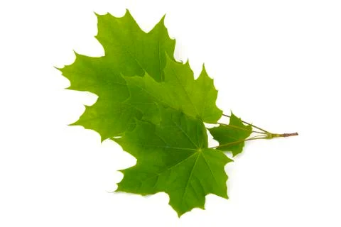 Green leaf tree crown with pointed tips on ends on white background Stock Photos