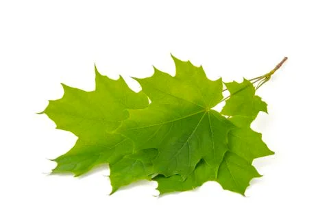 Green leaf tree crown with pointed tips on ends on white background Stock Photos