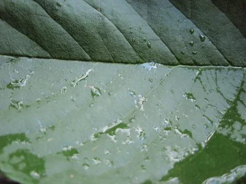 Green leaf of a tree with dew drops. Stock Photos