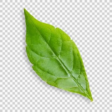 Green leaf from a tree. On an empty background. Stock Photos