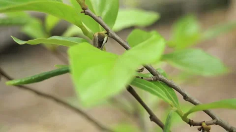 Green Leaf On A Tree Stock Footage 1847501
