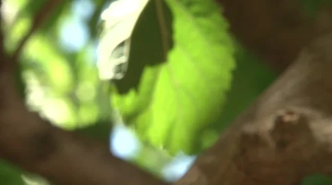 Green leaf on a tree Stock Footage 45604030