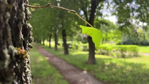 A green leaf on a tree. 動画素材 202220040