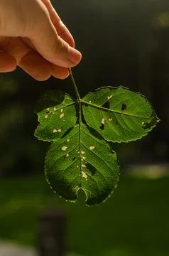Green leaf with tree in hand on forest background Stock Photos