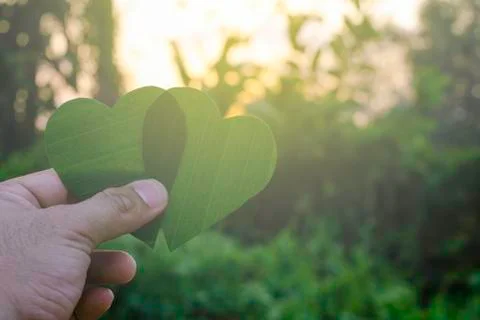 Green leaf of tree like heart shape with flare light in the morning Stock Photos