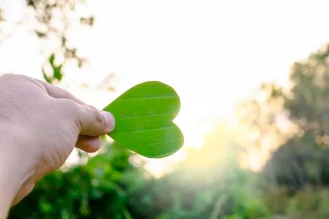 Green leaf of tree like heart shape with flare light in the morning Foto stock
