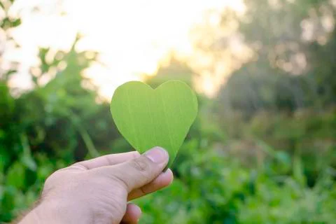 Green leaf of tree like heart shape with flare light in the morning Stock Photos