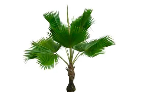 Green leaf tree isolated tree on white background. Stock-Fotos