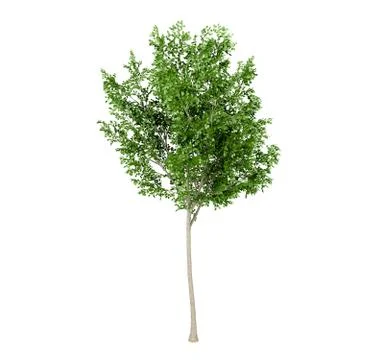 Green leaf tree isolated on white background Stock Illustration