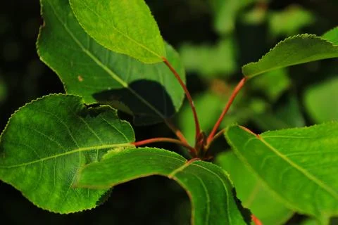 Green leaf on tree macro Stock Photos