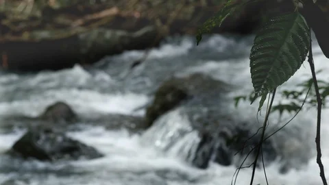 The green leaf of tree in national with background as wave of flowing water Stock Footage 122235115