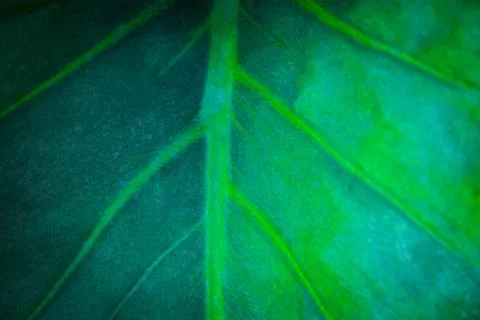 Green leaf tree nature background Stock Photos