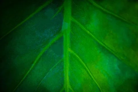Green leaf tree nature background Stock Photos