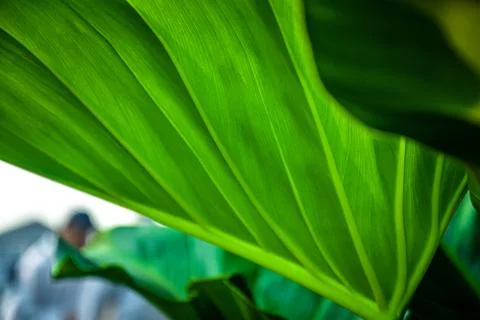 Green leaf tree nature background Stock Photos