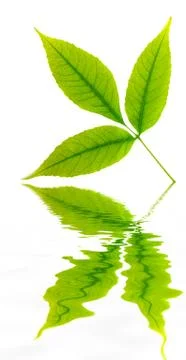 Green leaf of tree. Stock Photos