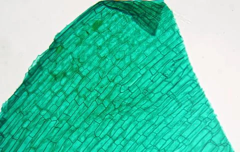 Green leaf of a tree Stock Photos