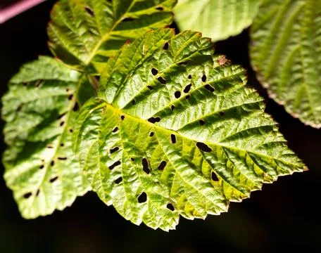 A green leaf from a tree spoiled by insects is isolated on a black Stock Photos