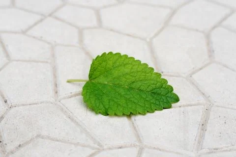 Green leaf from a tree on a stone background Stock Photos