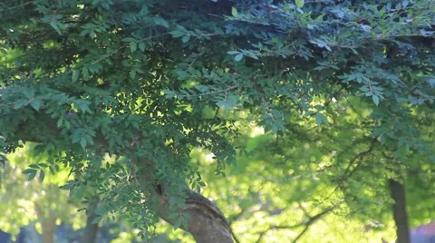 Green leaf tree with twisting bark Vidéo 45417395