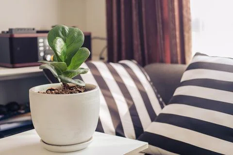 Green leaf tree in white pot in leaving room Stock Photos