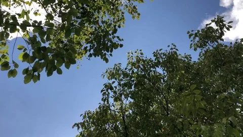 Green leaf on tree in wind with clear blue sky and clouds Stock Footage 125591684