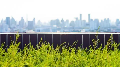 Green leaf trees with city in the background Stock Footage 143893301