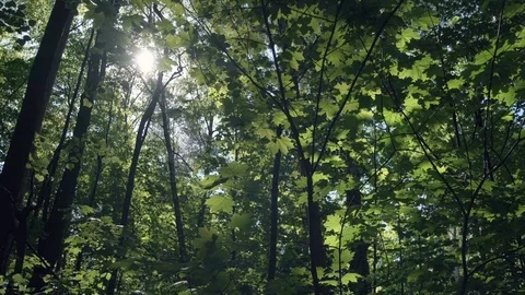 Green leaf of trees glistens in the sun Stock Footage 108259854