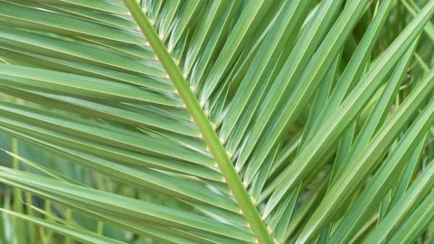 Green leaf of tropical date palm close-up. Phoenix dactylifera Stock Footage 197553799