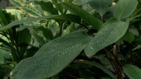 Green leaf of a tropical plant Stock-Footage 78410360