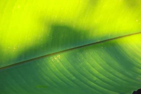 Green leaf two tone with daylight in nature beautiful texture and shade abstr Stock-Fotos