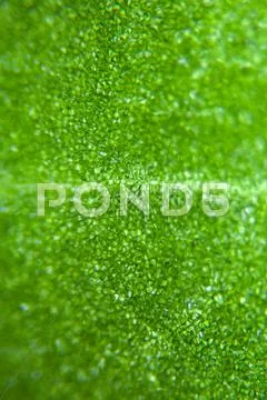 Green Leaf Under Microscope Stock Photos