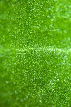 Green Leaf Under Microscope Stock Photos