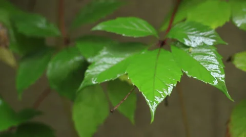 Green leaf under rain Stock Footage 31745020
