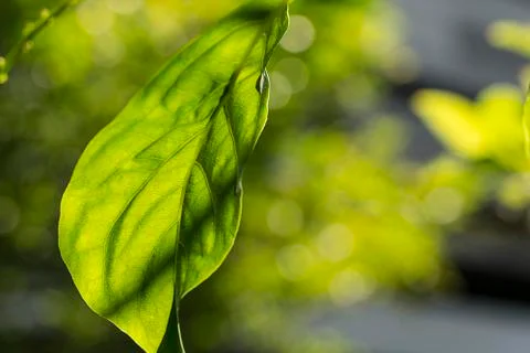 Green Leaf under the Sunlight with  Shallow Depth of Field Stock Photos