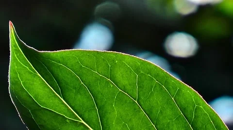 Green leaf on an unsharp background. Macroshooting Stock Footage